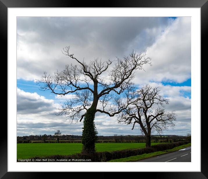 Spring trees in silhouette against sky Framed Mounted Print by Allan Bell