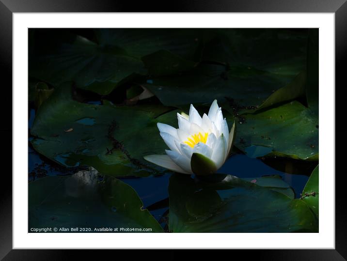 White Waterlily glowing in dark Framed Mounted Print by Allan Bell