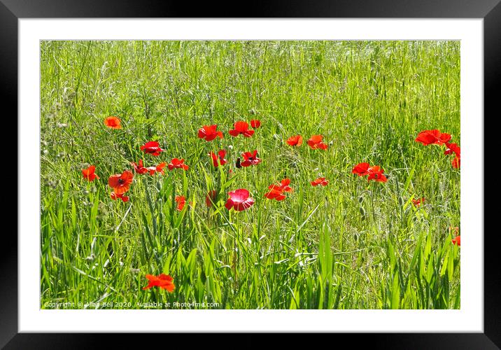 Red Poppies in Field Framed Mounted Print by Allan Bell