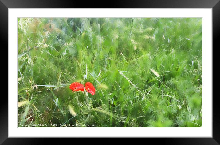 Two Poppies in Field  Framed Mounted Print by Allan Bell