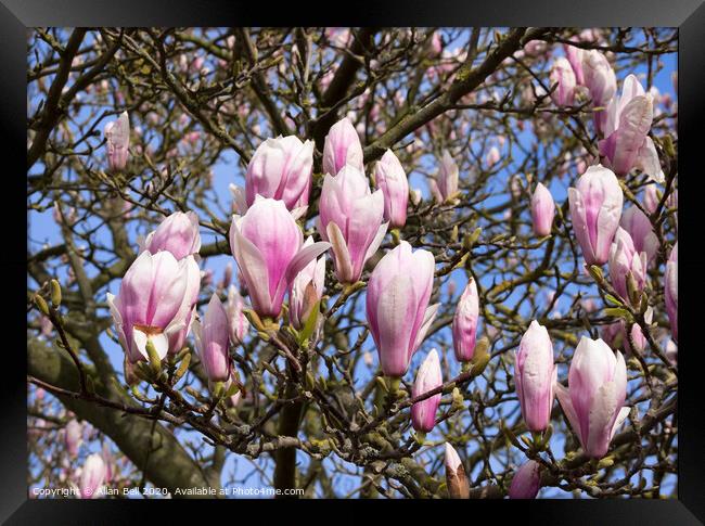 Magnolia Tree in Bud Framed Print by Allan Bell