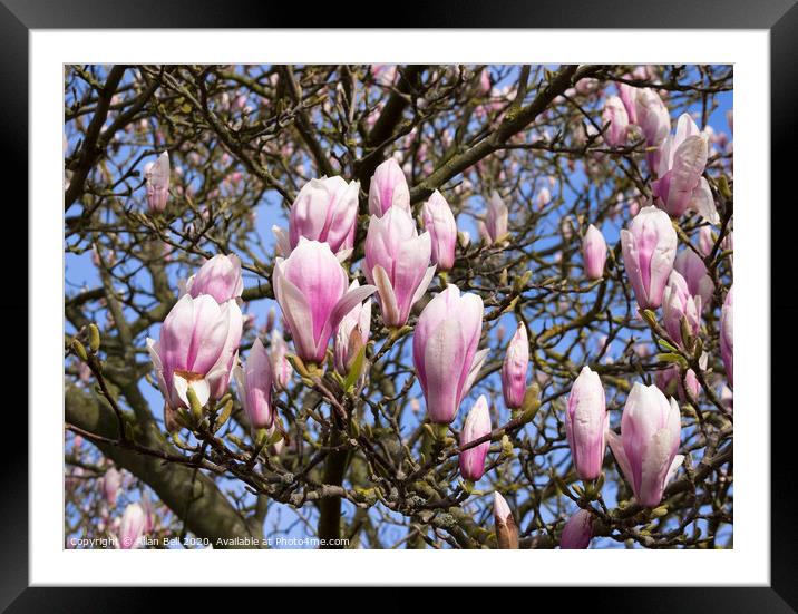 Magnolia Tree in Bud Framed Mounted Print by Allan Bell