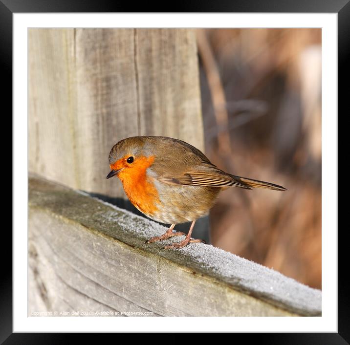Robin Redbreast Perched on Fence Framed Mounted Print by Allan Bell