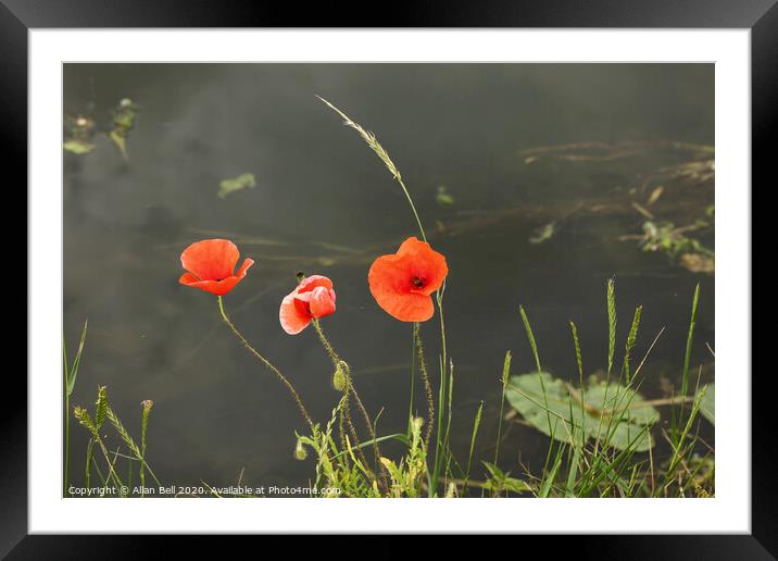 Three Poppies By a River Framed Mounted Print by Allan Bell