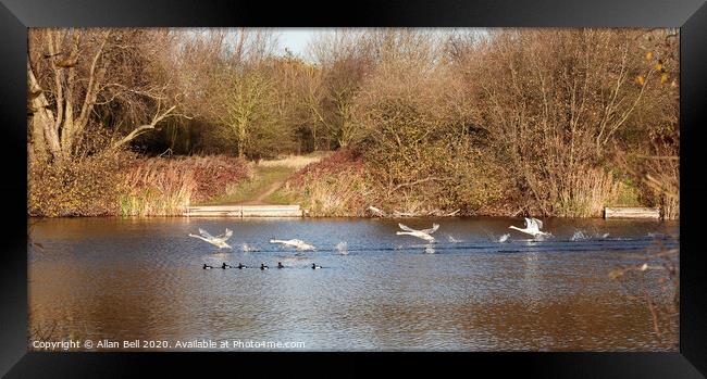 Mute Swans Taking off Framed Print by Allan Bell