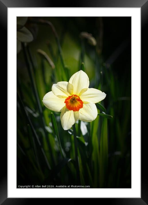 Daffodil Geranium Narcissus Flower Framed Mounted Print by Allan Bell