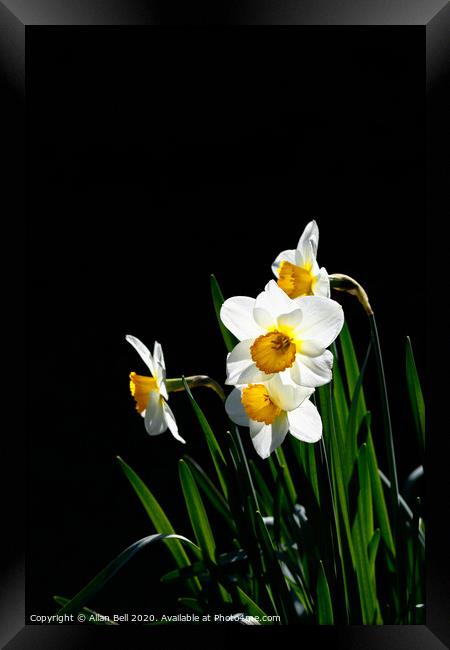 Daffodil Actaea Narcissus Framed Print by Allan Bell