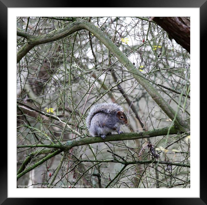Squirrel tail over back Framed Mounted Print by Allan Bell