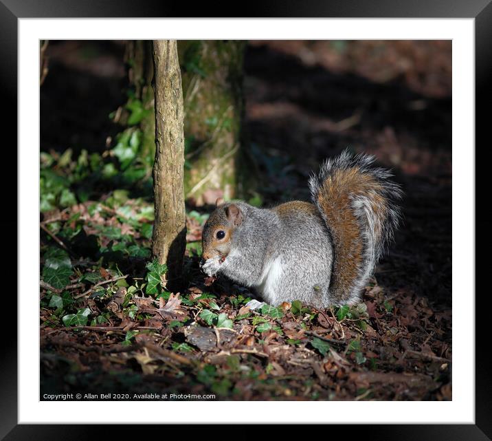 Grey Squirrel feeding Framed Mounted Print by Allan Bell