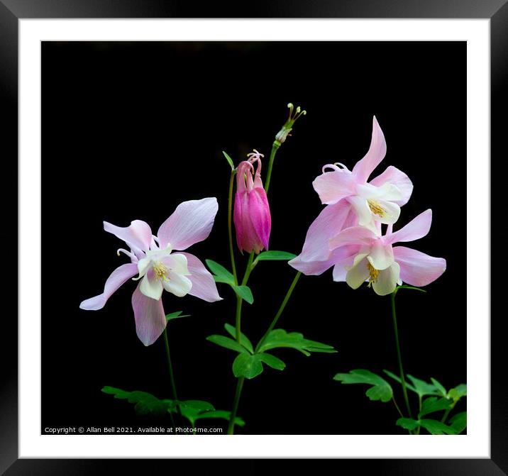 Pink Aquilegia Framed Mounted Print by Allan Bell