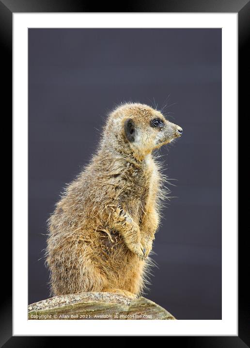 Meerkat on lookout duty Framed Mounted Print by Allan Bell