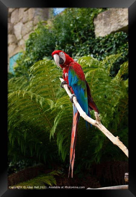 Scarlet Macaw Framed Print by Allan Bell