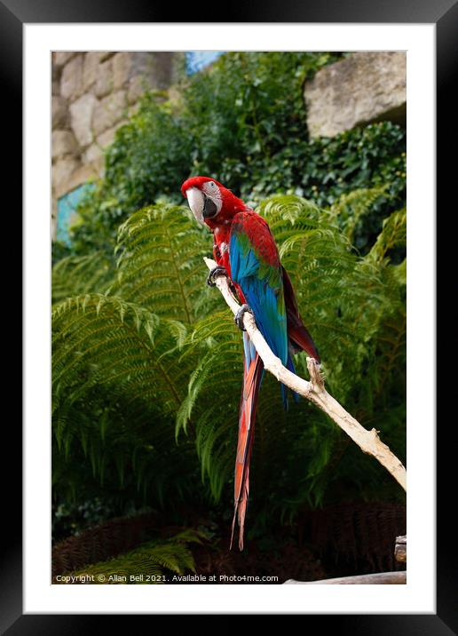 Scarlet Macaw Framed Mounted Print by Allan Bell