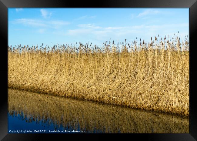 Reeds by Drainage Dyke Framed Print by Allan Bell