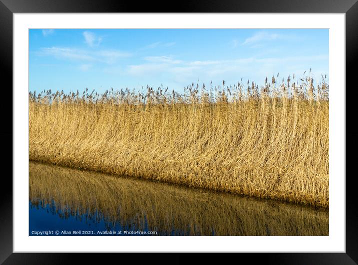 Reeds by Drainage Dyke Framed Mounted Print by Allan Bell