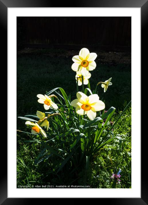 Backlit Daffodils Framed Mounted Print by Allan Bell