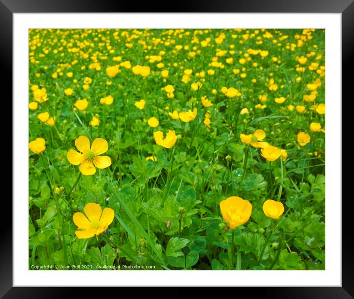 Creeping Buttercup Field Framed Mounted Print by Allan Bell