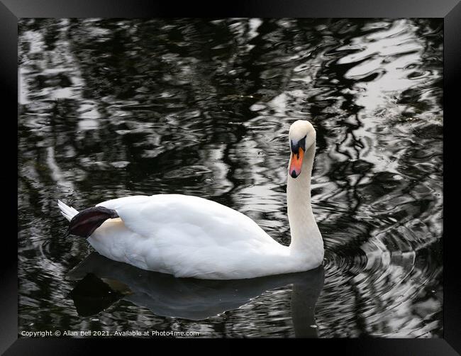 White swan resting leg Framed Print by Allan Bell