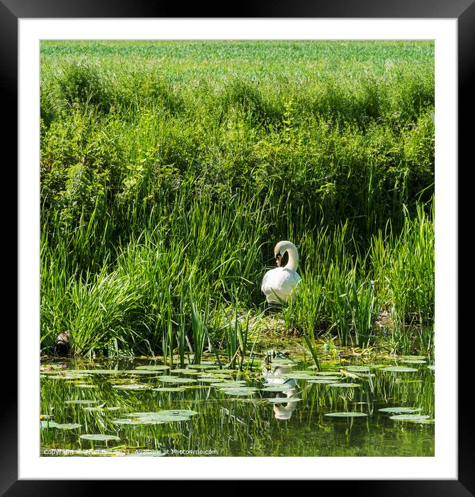 Mute Swan on Nest  Framed Mounted Print by Allan Bell