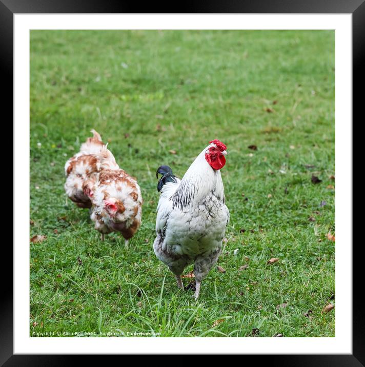 Light Sussex Cockerel with Two Ladies Framed Mounted Print by Allan Bell