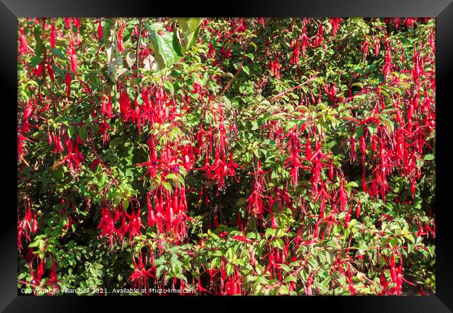 Fuchsia bush with red pendulous flowers Framed Print by Allan Bell