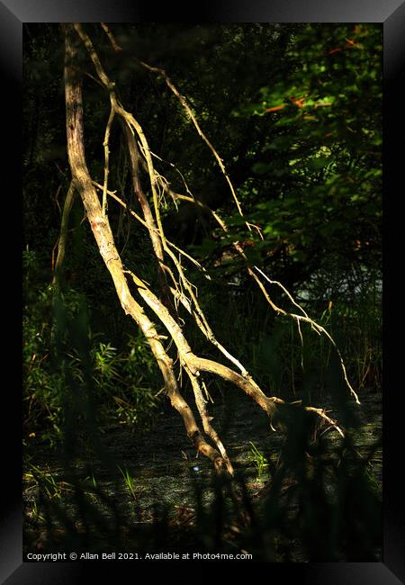 Fallen Dead Branch Sunlit Framed Print by Allan Bell