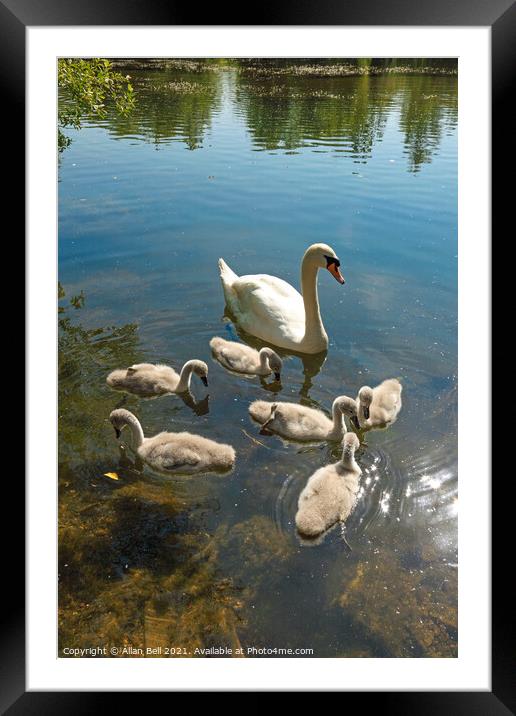 Mute Swan Brood Six Framed Mounted Print by Allan Bell