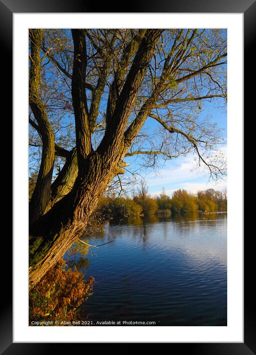 Tree by lake Autumn Framed Mounted Print by Allan Bell