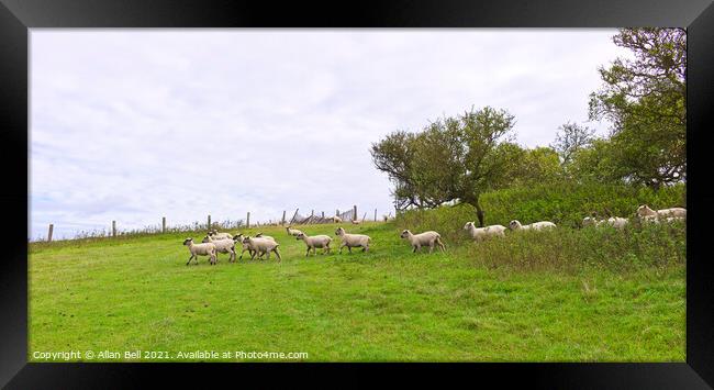 Sheep Breaking Cover Framed Print by Allan Bell