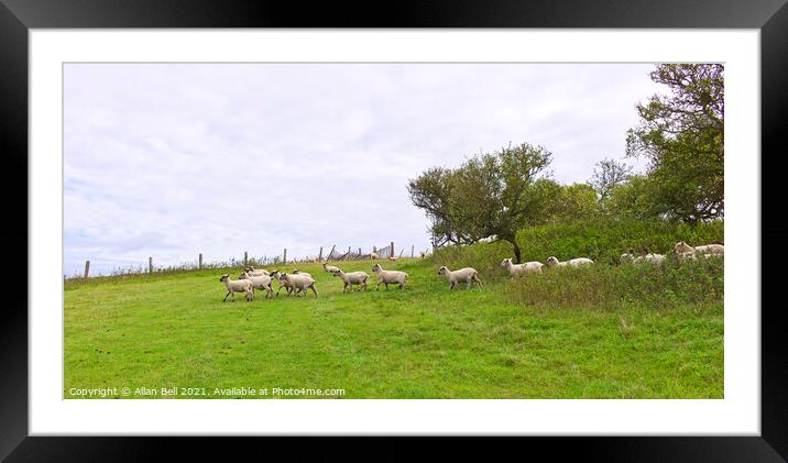 Sheep Breaking Cover Framed Mounted Print by Allan Bell