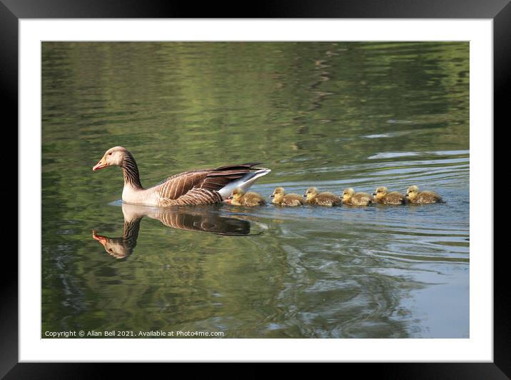 Chicks Line Astern Framed Mounted Print by Allan Bell