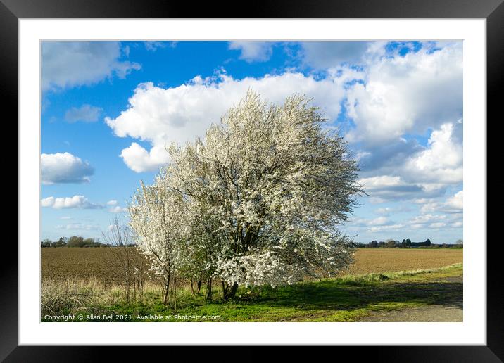 Blackthorn Blossom Early Spring Framed Mounted Print by Allan Bell