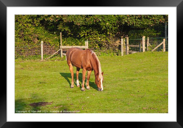 Chestnut Horse Grazing Framed Mounted Print by Allan Bell