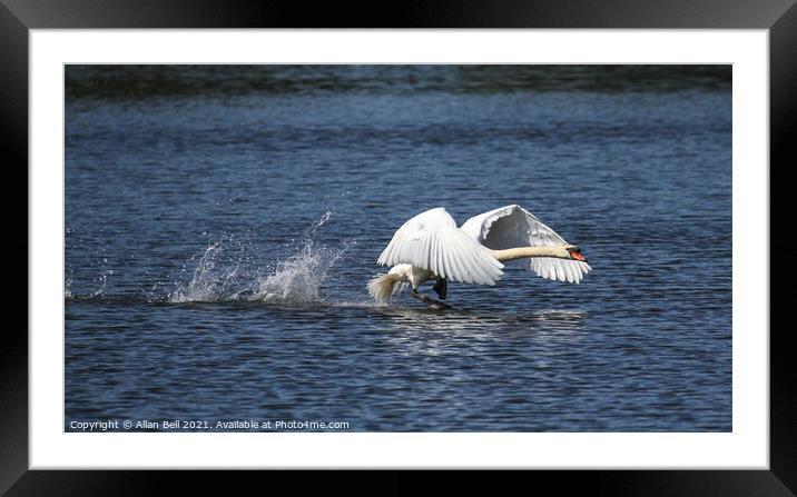 Mute Swan Taking off Framed Mounted Print by Allan Bell