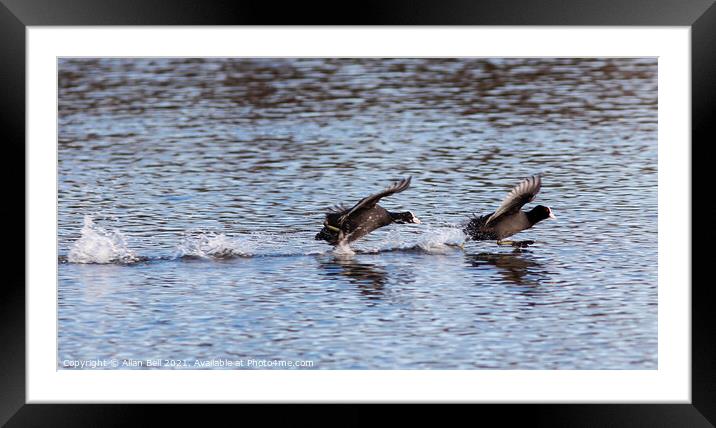 Coots Racing. Framed Mounted Print by Allan Bell