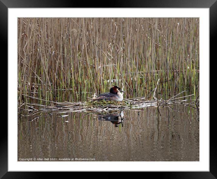 Grebe Sitting Nest Framed Mounted Print by Allan Bell