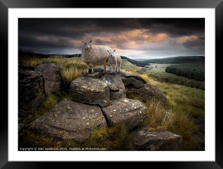 Ruminant Stare near Glyncorrwg, South Wales Framed Mounted Print by Alan Jenkinson