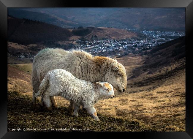 Ewe and Lamb On The Bwlch Above Treorchy Framed Print by Alan Jenkinson