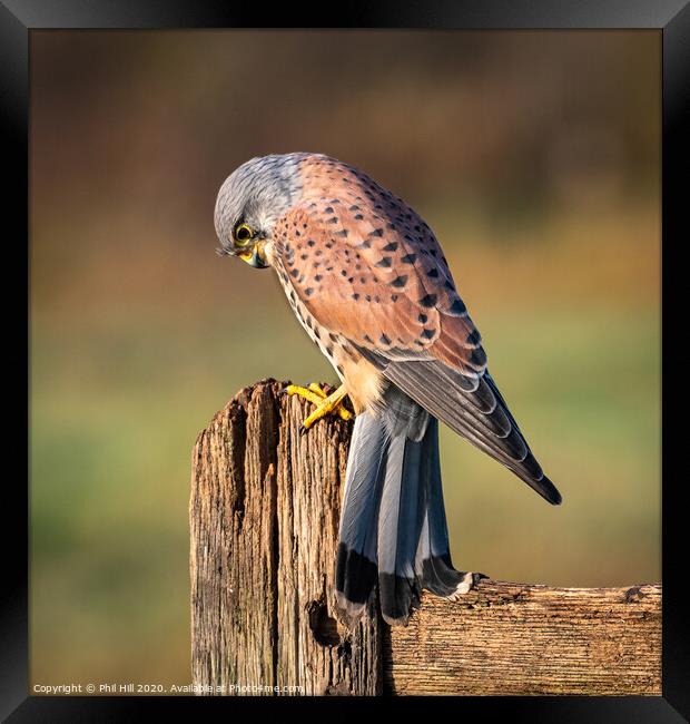 Male Kestrel Framed Print by Phil Hill