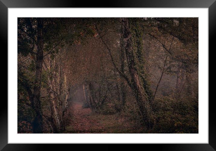 A tree in a forest Framed Mounted Print by Steve Lambert