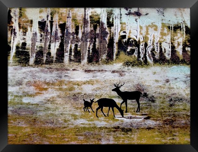 Grazing Deer Framed Print by Robert Fennah