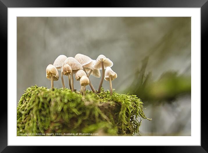 Woodland  Fungi  Framed Mounted Print by Andrew Heath