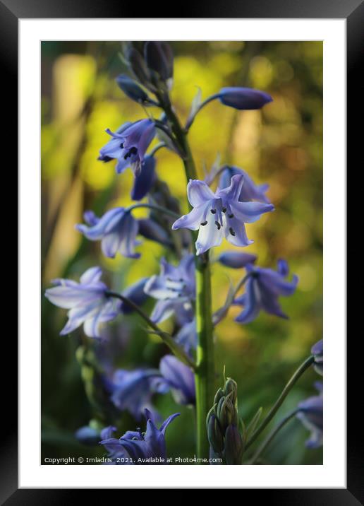 Bluebell Flowers in Evening Light Framed Mounted Print by Imladris 