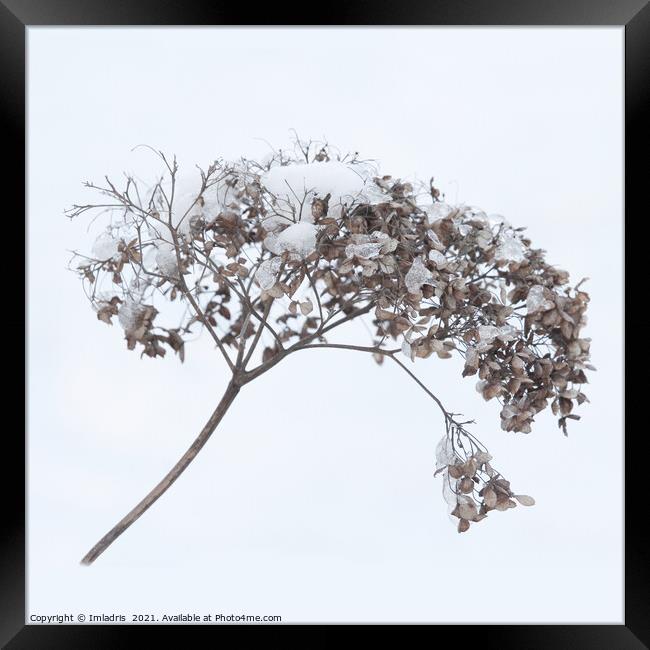 Dried Flowerhead Winter Highkey Framed Print by Imladris 