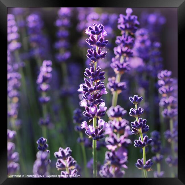Beautiful Summer Lavender Flowers  Framed Print by Imladris 