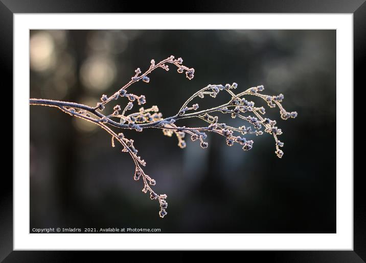 Elegant Frosted Plant Stem in Winter Framed Mounted Print by Imladris 