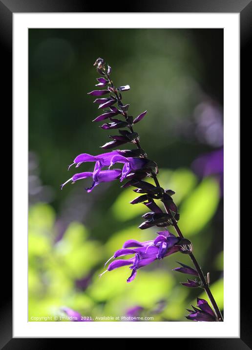 Single Purple Salvia Amistad Bloom Framed Mounted Print by Imladris 