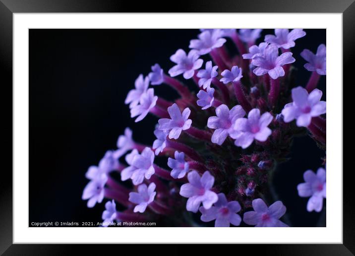 Purple Verbena bonariensis Flowers Framed Mounted Print by Imladris 