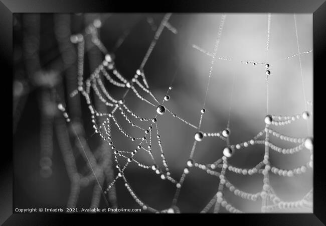 Spiders Web Dewdrops, abstract mono Framed Print by Imladris 
