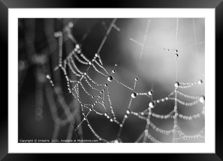 Spiders Web Dewdrops, abstract mono Framed Mounted Print by Imladris 